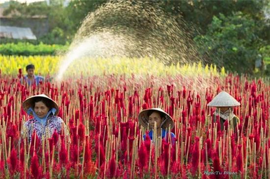 Sắc xuân rực rỡ ở làng hoa Sa Đéc