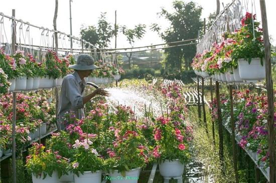 Sắc xuân rực rỡ ở làng hoa Sa Đéc