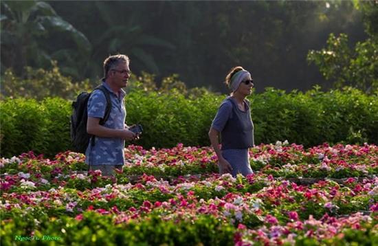 Sắc xuân rực rỡ ở làng hoa Sa Đéc