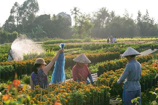 Sắc xuân rực rỡ ở làng hoa Sa Đéc