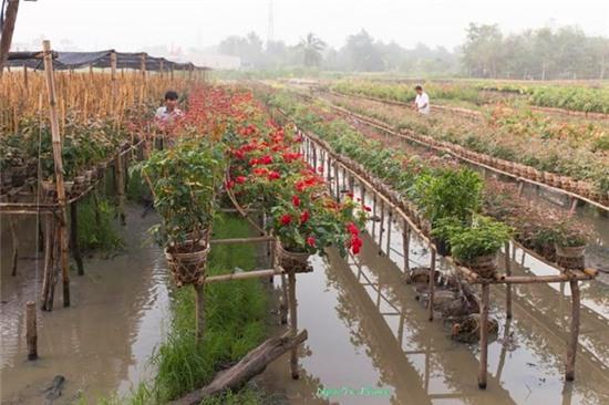 Sắc xuân rực rỡ ở làng hoa Sa Đéc