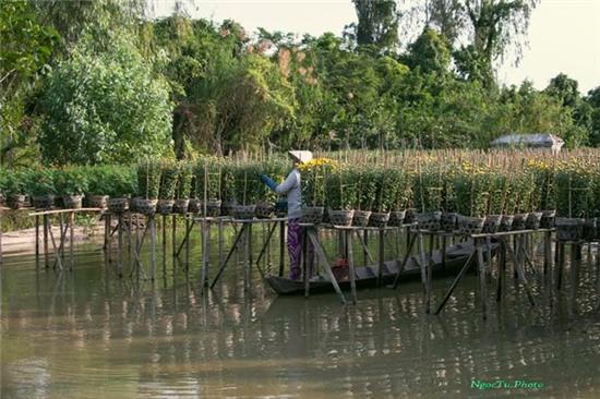 Sắc xuân rực rỡ ở làng hoa Sa Đéc