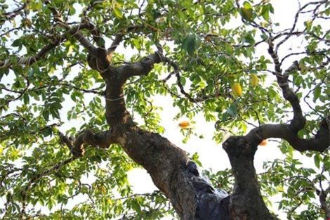 cap khe co thu duoc chao ban gia 1,2 ti dong hinh anh 2