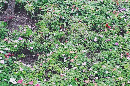 Cận cảnh những thảm hoa ở bên hồ Hoàn Kiếm thủng lỗ chỗ vì bị lấy trộm - Ảnh 12.