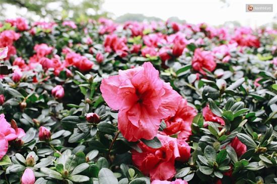 Cận cảnh những thảm hoa ở bên hồ Hoàn Kiếm thủng lỗ chỗ vì bị lấy trộm - Ảnh 4.