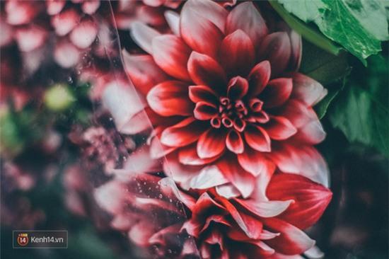 Những loài hoa cắm Tết của một Hà Nội xưa cũ, bạn có nhớ tên? - Ảnh 6.