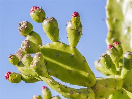 lợi ích từ cây xương rồng