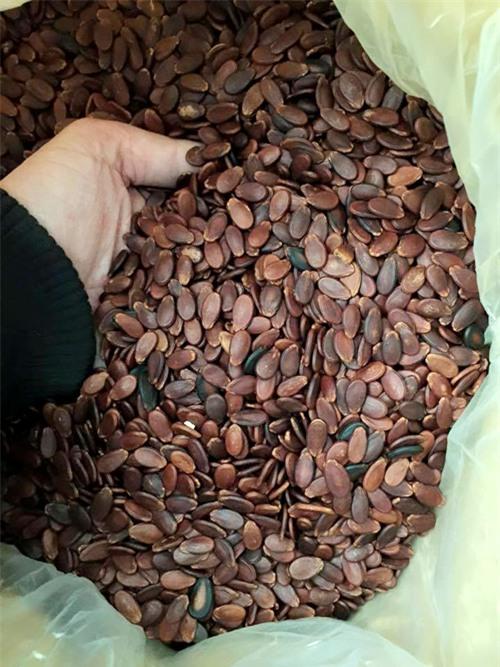 cach-chon-hat-dua-vua-an-toan-vua-tot-cho-tet-1