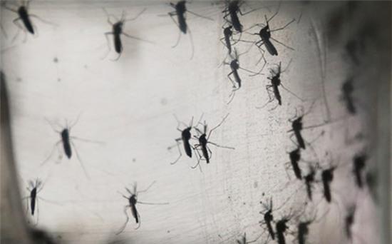 Đã phát hiện trường hợp nhiễm virus gây teo não Zika tại Thái Lan và Úc - Ảnh 1.