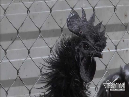 giống gà 50 triệu/con, gà đen, gà đen Indonesia, giới nhà giàu thế giới