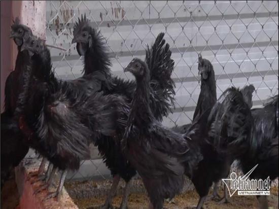 giống gà 50 triệu/con, gà đen, gà đen Indonesia, giới nhà giàu thế giới