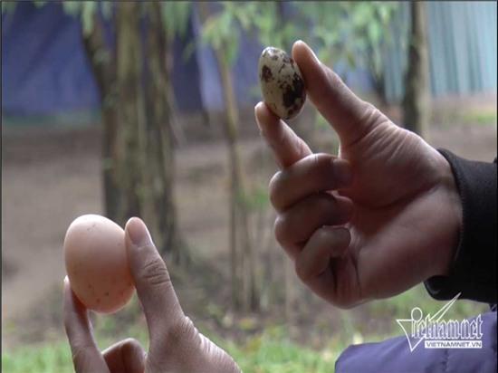 giống gà 50 triệu/con, gà đen, gà đen Indonesia, giới nhà giàu thế giới