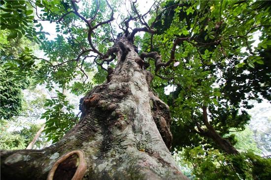 Rộn ràng khai mạc hội hoa xuân Tao Đàn