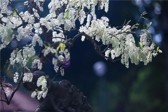 Rộn ràng khai mạc hội hoa xuân Tao Đàn