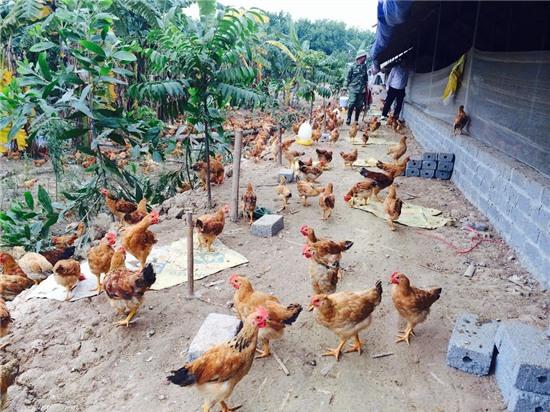 đặc sản, tiền triệu, biếu tết, 2016, đại gia, tiến vua