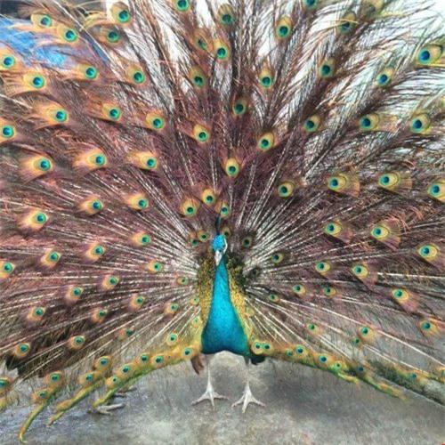 đặc sản, tiền triệu, biếu tết, 2016, đại gia, tiến vua