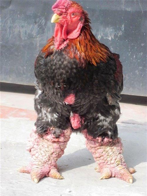 đặc sản, tiền triệu, biếu tết, 2016, đại gia, tiến vua