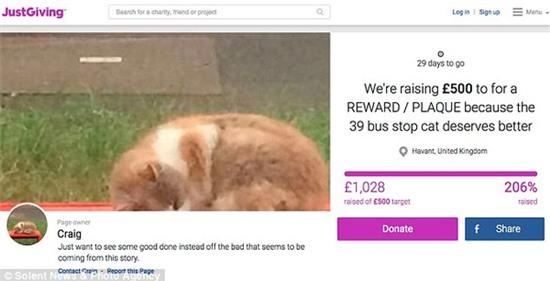 Cô mèo trạm xe buýt nổi tiếng ở Anh đã chết vì bị nhóm côn đồ đánh đập dã man - Ảnh 6.