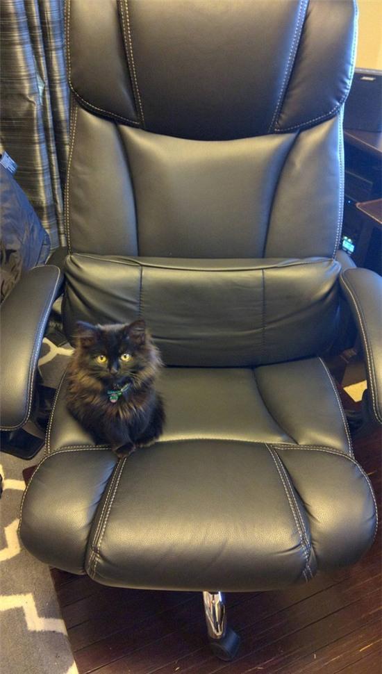 20 khoảnh khắc làm trò đáng yêu nhất trần đời của team mèo đỏng đảnh - Ảnh 1.