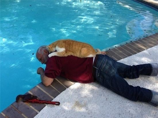 20 khoảnh khắc làm trò đáng yêu nhất trần đời của team mèo đỏng đảnh - Ảnh 2.