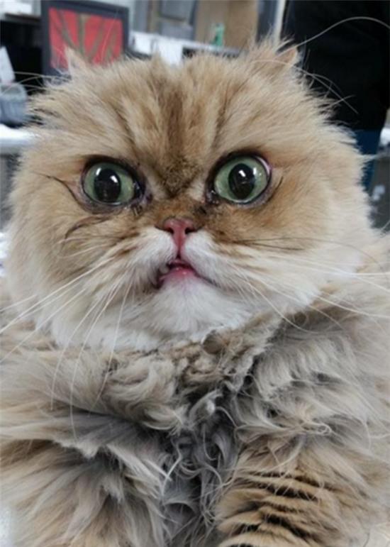 20 khoảnh khắc làm trò đáng yêu nhất trần đời của team mèo đỏng đảnh - Ảnh 6.