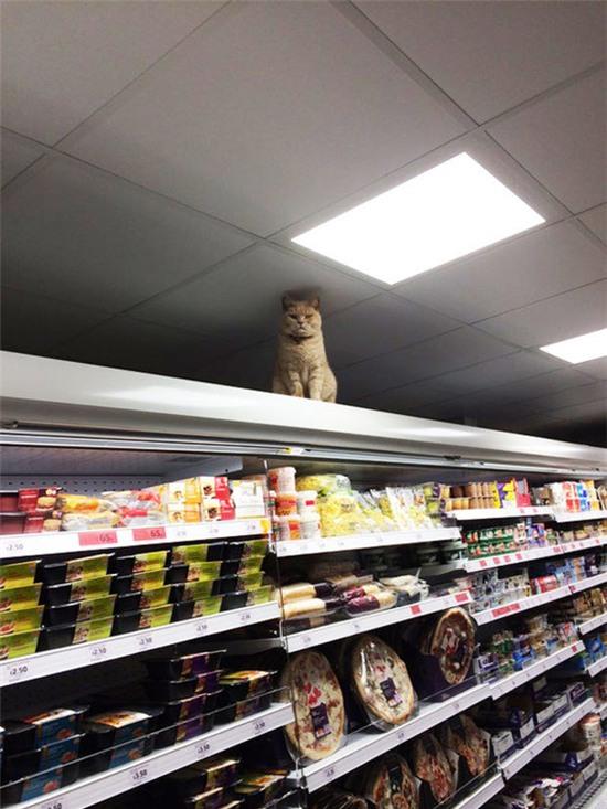 20 khoảnh khắc làm trò đáng yêu nhất trần đời của team mèo đỏng đảnh - Ảnh 11.