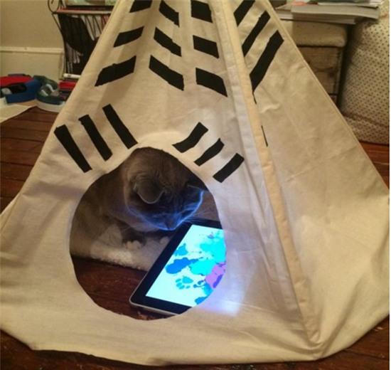 20 khoảnh khắc làm trò đáng yêu nhất trần đời của team mèo đỏng đảnh - Ảnh 12.