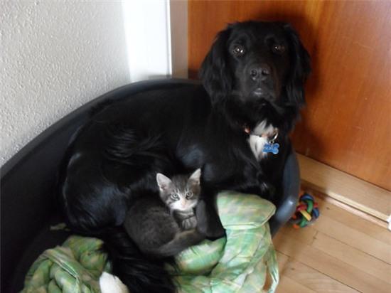 20 khoảnh khắc làm trò đáng yêu nhất trần đời của team mèo đỏng đảnh - Ảnh 14.