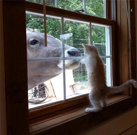 20 khoảnh khắc làm trò đáng yêu nhất trần đời của team mèo đỏng đảnh - Ảnh 15.