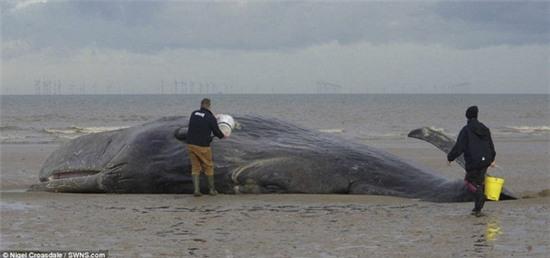 Mỹ: Người dân đổ xô đi xem các nhà khoa học mổ xác cá nhà táng khổng lồ - Ảnh 2.