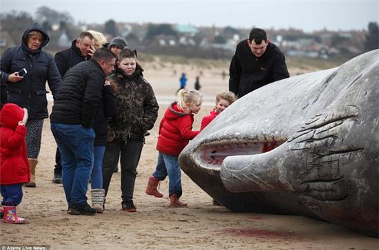 Mỹ: Người dân đổ xô đi xem các nhà khoa học mổ xác cá nhà táng khổng lồ - Ảnh 4.
