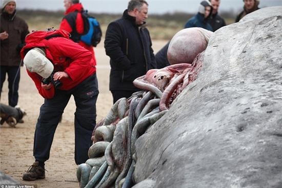 Mỹ: Người dân đổ xô đi xem các nhà khoa học mổ xác cá nhà táng khổng lồ - Ảnh 5.