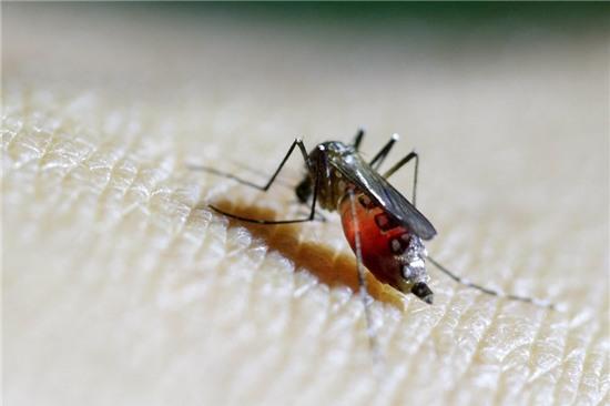 Muỗi Aedes Aegypti là tác nhân gây lây lan virus Zika và đang là mối đe dọa lớn đối với toàn cầu. Ảnh: Reuters
