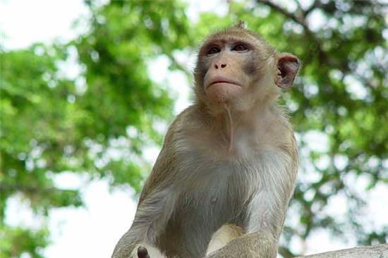 Những điều thú vị về loài khỉ