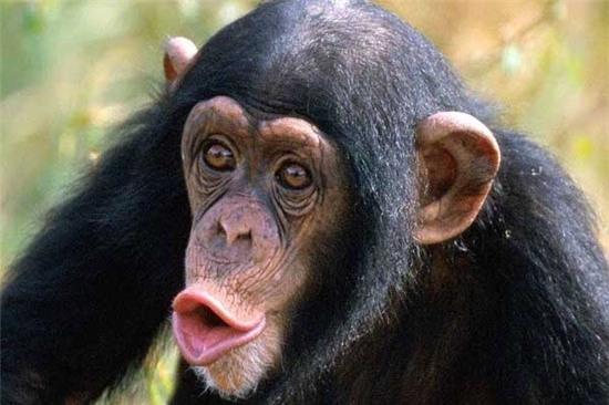 Những điều thú vị về loài khỉ