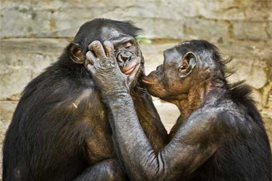 Những điều thú vị về loài khỉ