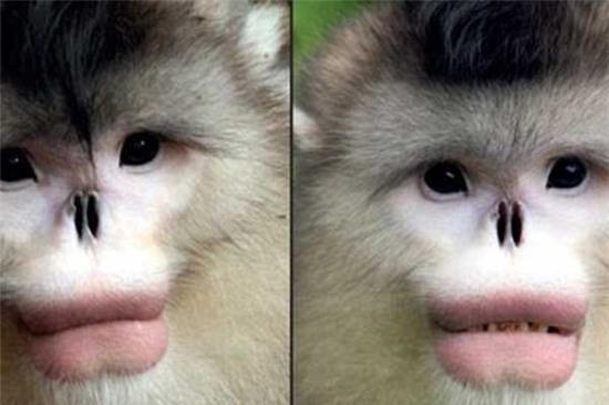 Những điều thú vị về loài khỉ