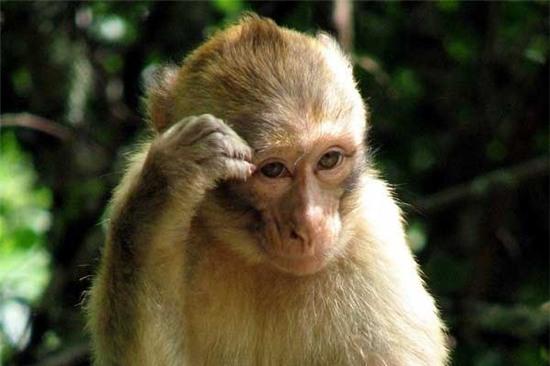 Những điều thú vị về loài khỉ