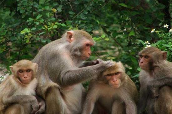 Những điều thú vị về loài khỉ