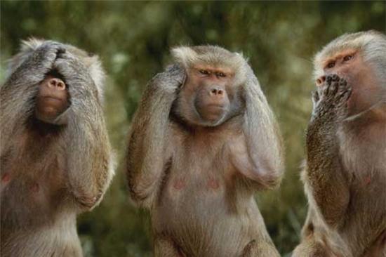 Những điều thú vị về loài khỉ