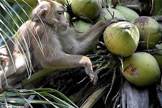 Những điều thú vị về loài khỉ