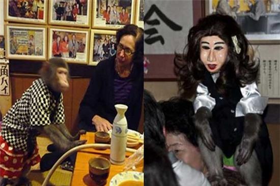 Những điều thú vị về loài khỉ