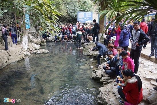 Du khách đổ về suối cá thần cầu may