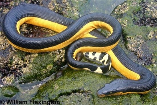 Loài rắn đẹp nhất thế giới nhưng nguy hiểm vô cùng - 2sao