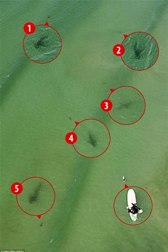 Kinh hoàng khoảnh khắc cô gái trẻ bị 5 con cá mập khổng lồ bao vây giữa biển khơi - Ảnh 1.