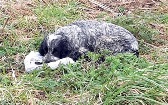 Đau lòng hình ảnh cô chó bị bỏ rơi đang nằm khóc bên xác 4 đứa con của mình - Ảnh 1.