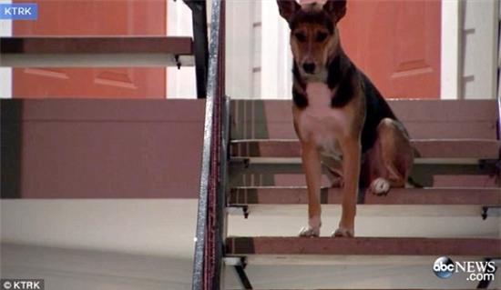 Hachiko phiên bản Mỹ kiên nhẫn đứng chờ người chủ quá cố suốt 15 ngày ròng rã - Ảnh 1.