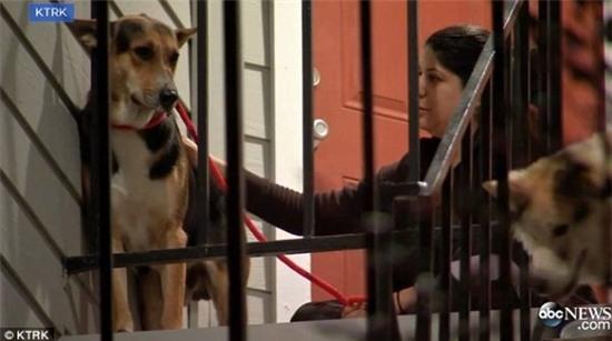 Hachiko phiên bản Mỹ kiên nhẫn đứng chờ người chủ quá cố suốt 15 ngày ròng rã - Ảnh 2.