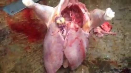 gan-ga-to-bat-thuong