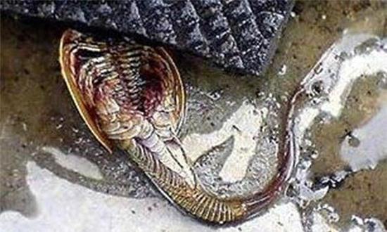 phat hien thuy quai 140 chan gay hoang mang hinh anh 1